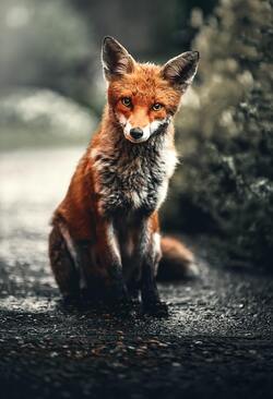 Fox in Street HD Photo