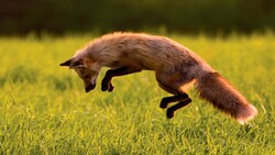 Fox Jumping on Green Grass