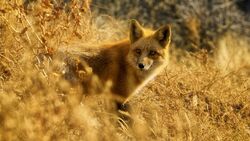 Fox Look Out Wildlife Photograhy