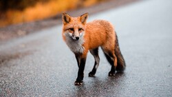 Fox on Road Photo
