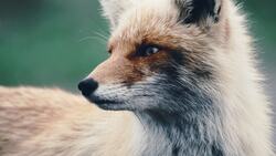 Fox Portrait Photography