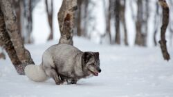 Fox Running in Snow