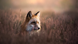 Fox Sitting in Grass HD Wallpaper
