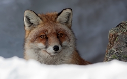 Fox Sitting in Snow HD Wallpaper