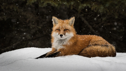 Fox Sitting On a Snow Bed