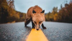Fox Smelling on Road Amazing Photography