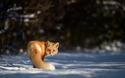 Fox Standing in Snow HD Wallpaper