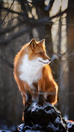 Fox Walking During Winter Morning