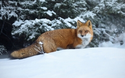 Fox Walking in Snow HD Wallpaper