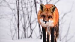 Fox Walking in Winter