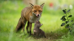 Fox with Baby in Grass HD Wallpaper