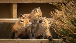 Foxes Cubs Playing