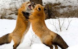 Foxes Fighting Image