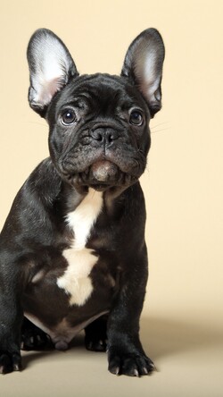 French Bulldog Image