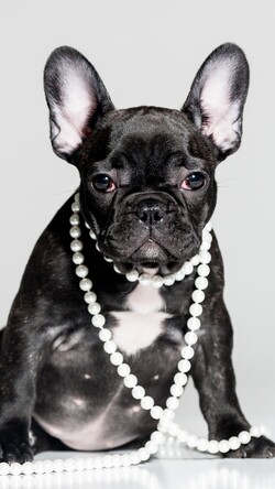 French Bulldog With Oyster Ring Over His Head