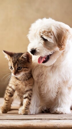 Friend Puppy And Kitten Image