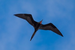 Frigatebird Flying 5K Wallpaper