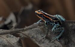 Frog on Dry Leave Photo