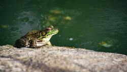 Frog on Rock 4K Wallpaper