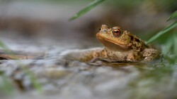 Frog Portrait Photography