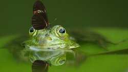 Frog With Butterfly 4K
