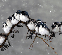 Frozen Sparrow in Snow
