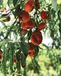 Fruits on Tree