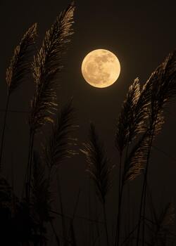 Full Moon Photography in Farm