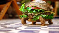 Funny Burger Type Turtle Photo