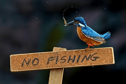 Funny Kingfisher on No Fishing Board