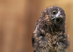 Funny Look of an Owl