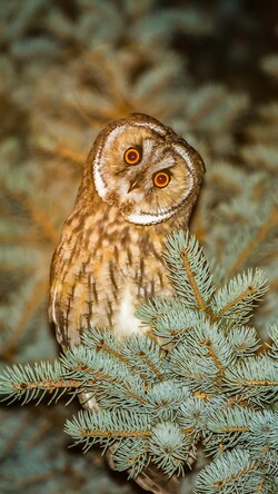 Funny Owl at Night Image