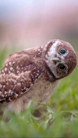 Funny Owl Wallpaper