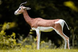 Gazelle Deer in Forest