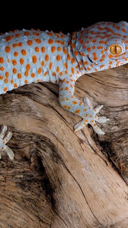 Gecko Reptile Image