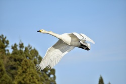 Geese Bird Flying With Big Wing