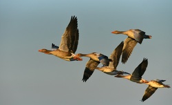 Geese Birds Group Flying