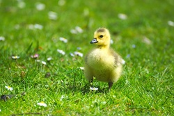 Geese Cubs Pic