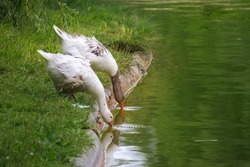 Geese Drink Water Image