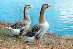 Geese Duck Near Water