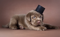 Gentleman Dog With Cap