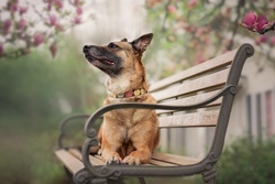 German Shepherd Dog Lying on Bench