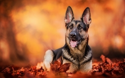 German Shepherd Dog Sitting on Leaves HD Wallpaper