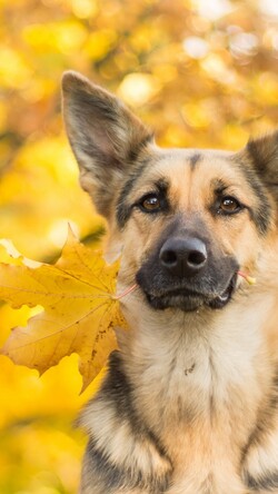 German Shepherd Holding Autumn Leave in Mouth