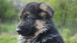 German Shepherd Puppy 4K Photo