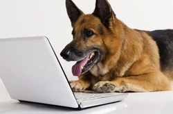 German Shepherd Watching in Laptop