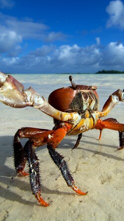 Ghost Crab Mobile Pic