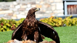 Giant Eagle 4K Photo