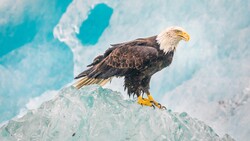 Giant Eagle in Snowy Rock