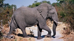Giant Elephant HD Wallpaper